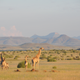 Angolan giraffe herd in Damaraland, NW Namibia. Image: Julian Fennessy